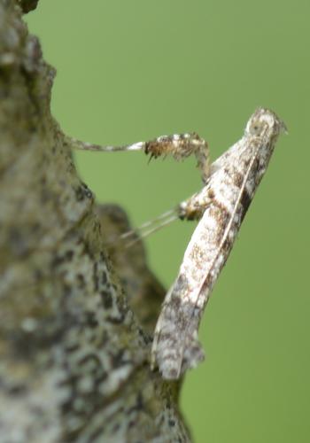 Caloptilia cuculipennella